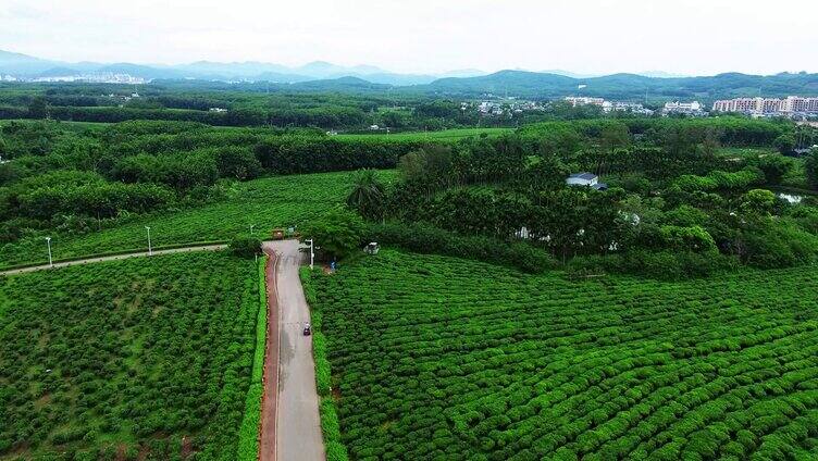 海南白沙茶园小镇的绿茶园 