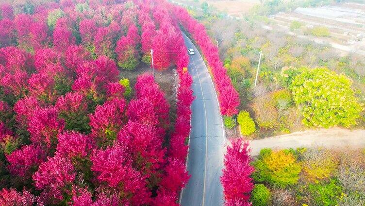 秋天风景红枫林枫叶变红4K航拍