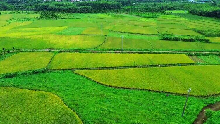 稻田快成熟的稻谷