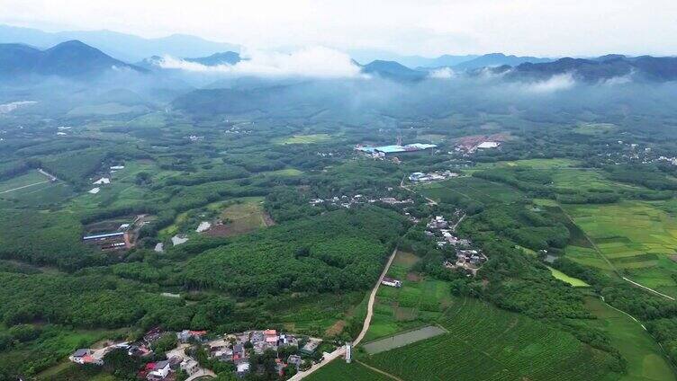 海南白沙茶园小镇的绿茶园 