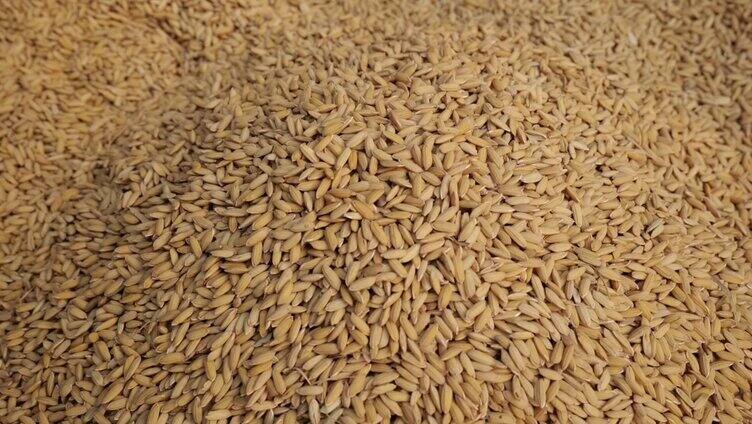 优质水稻丰收 水稻特写