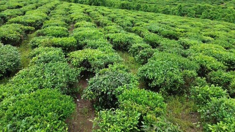 海南白沙茶园小镇的绿茶园 