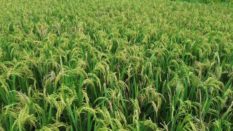 稻田快成熟的稻谷