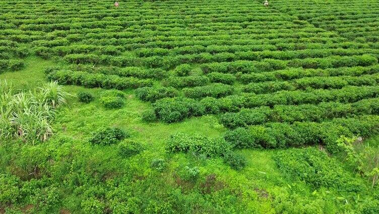 海南白沙茶园小镇的绿茶园 