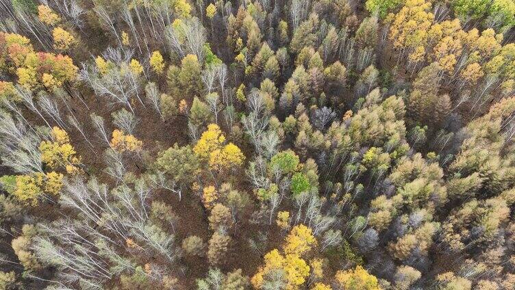 航拍秋天茂密的金色树林