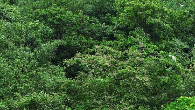 广西桂林会仙湿地鸟类活动