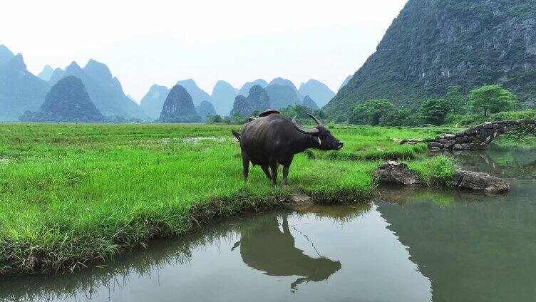 桂林老人牵牛景观