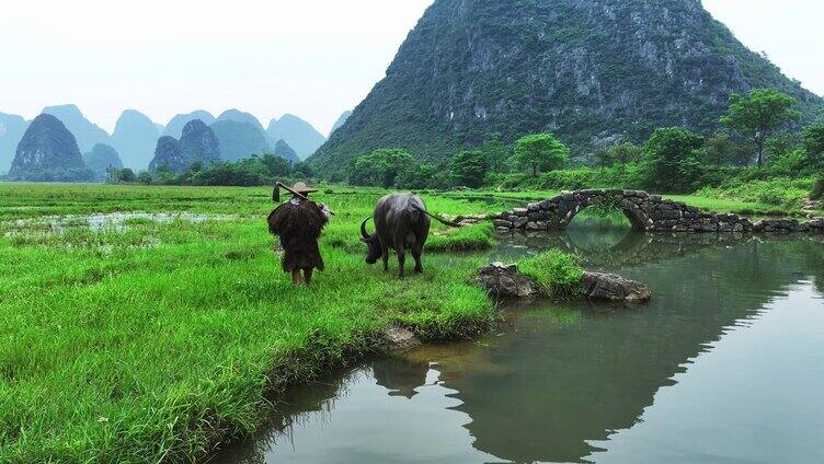 桂林老人牵牛景观