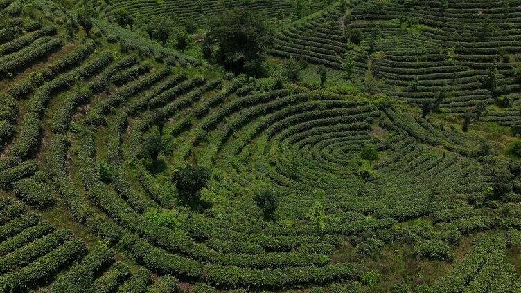 茶园航拍梯田风光