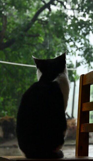 下雨天治愈农村猫咪看雨