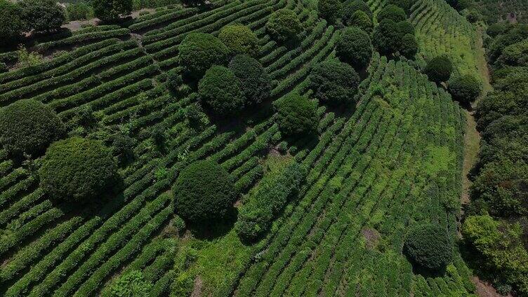 茶园航拍梯田风光