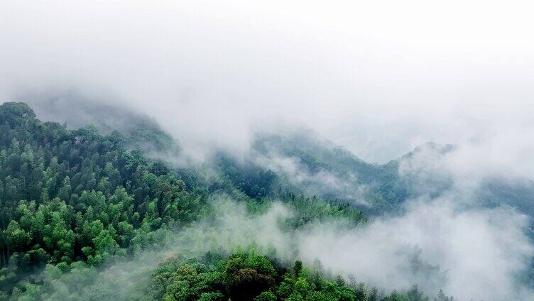 蜀山竹海竹林