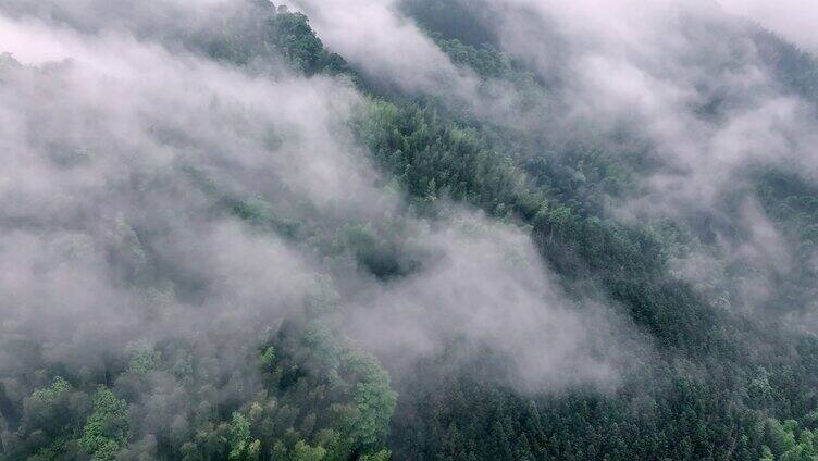 蜀山竹海竹林