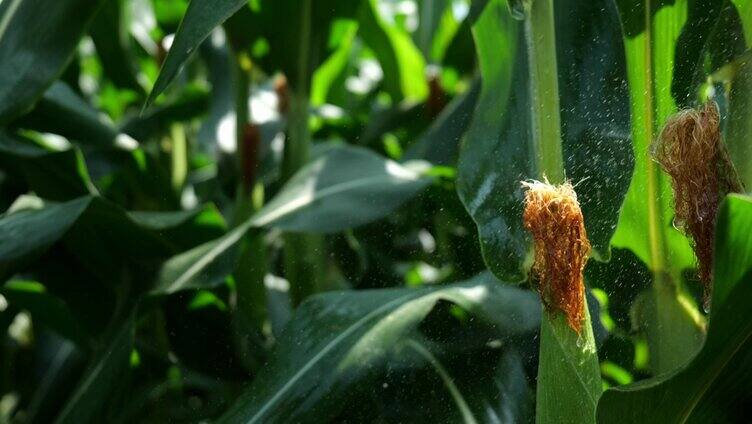 玉米灌溉有机农业
