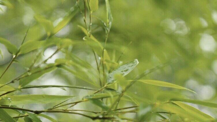 雨天竹林意境