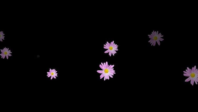 紫色菊花漂浮视频