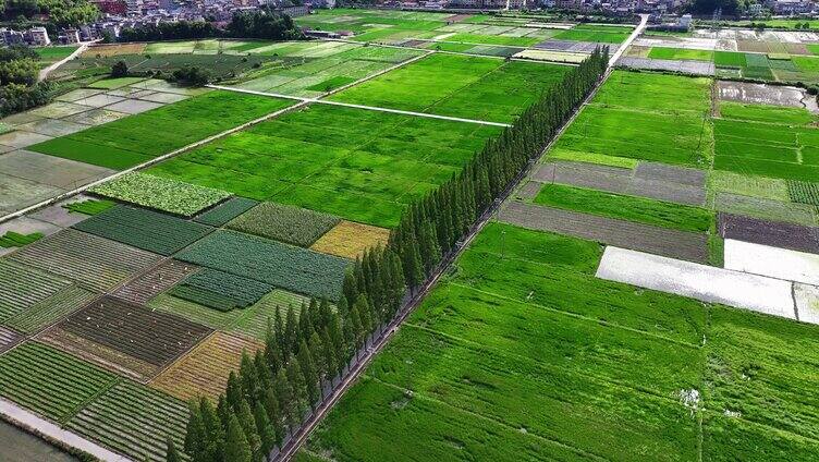 水稻种植水稻田航拍