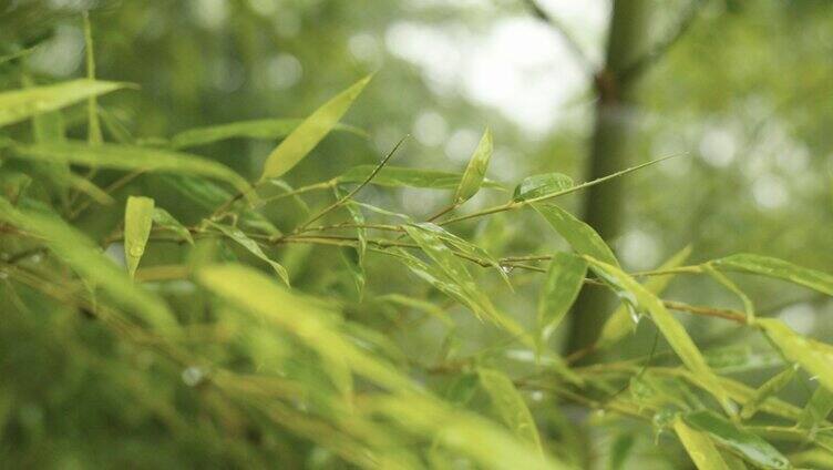 雨天竹林意境