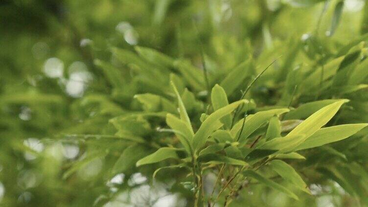 雨天竹林意境