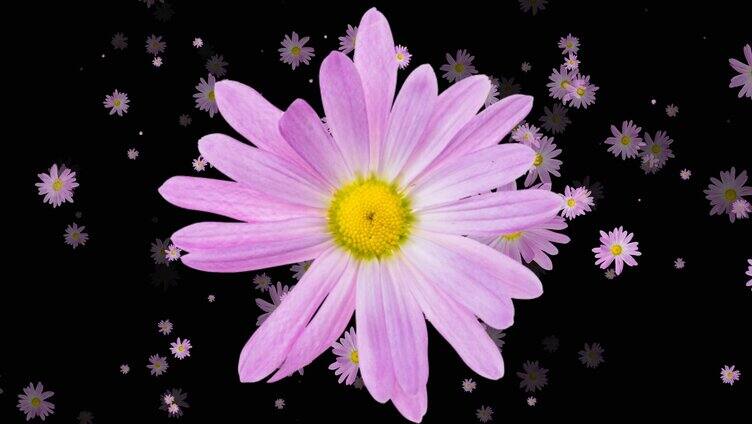 紫色菊花旋转转场