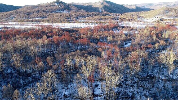 航拍早春下雪后森林雪景