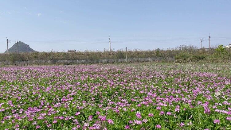 高铁穿行花海 铁路 高铁快速行驶