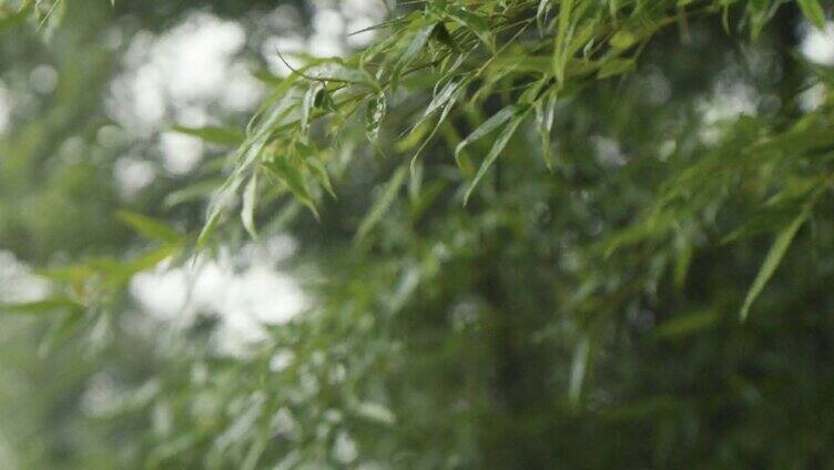 雨天竹林意境