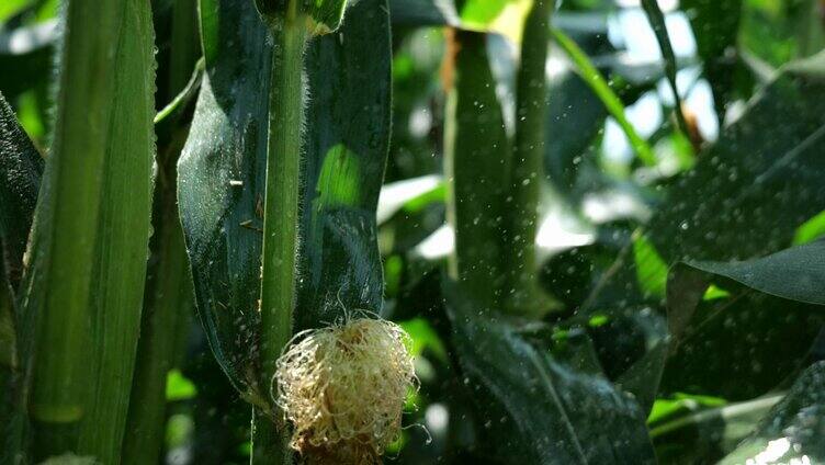 玉米灌溉有机农业
