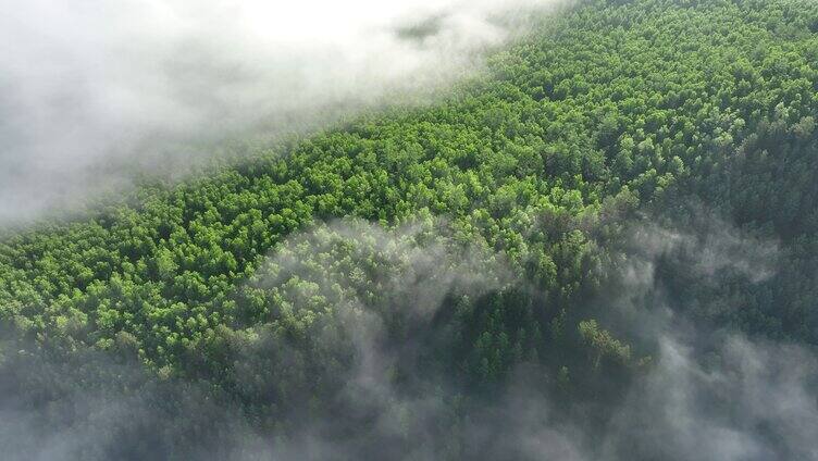 航拍大兴安岭绿色森林云海