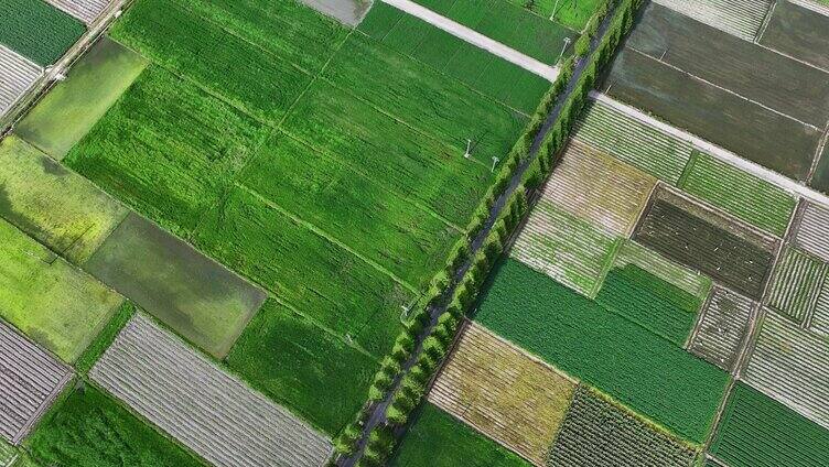 水稻种植水稻田航拍