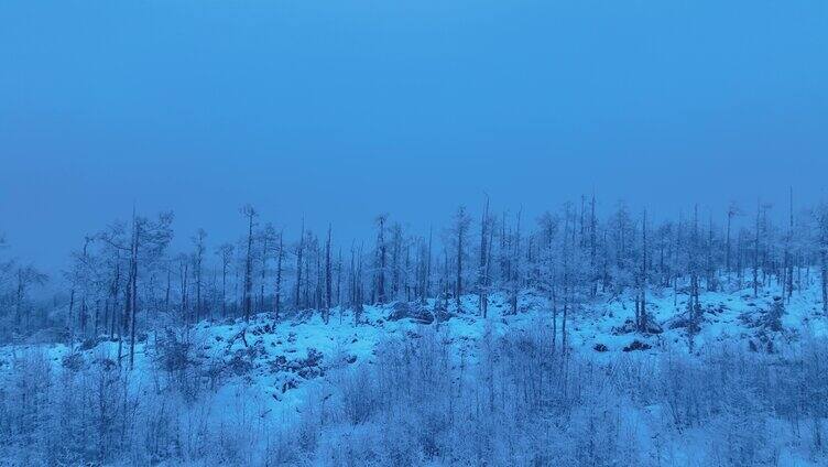 航拍晨曦蓝调林海雪原