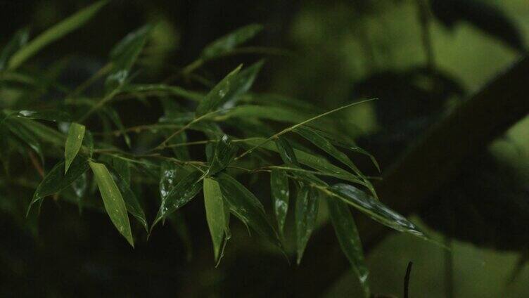 雨天竹林意境