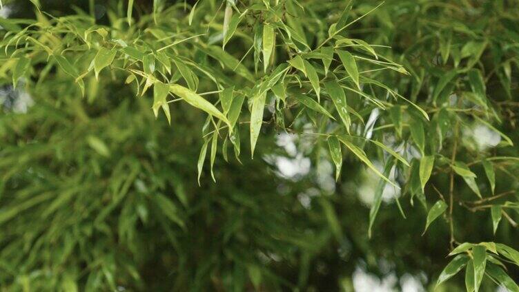 雨天竹林意境