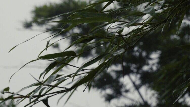 雨天竹林意境