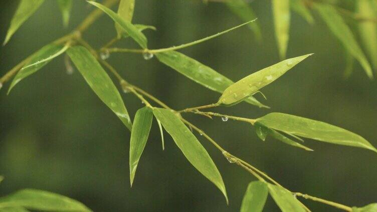 雨天竹林意境