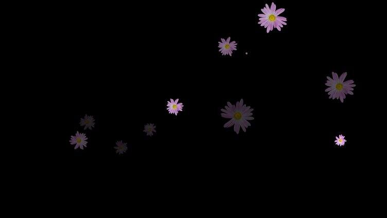 紫色菊花动态装饰元素视频