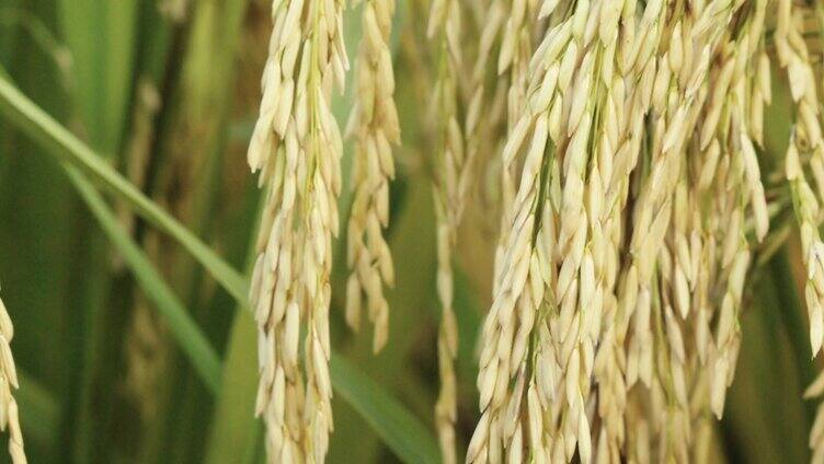 秋天水稻收获