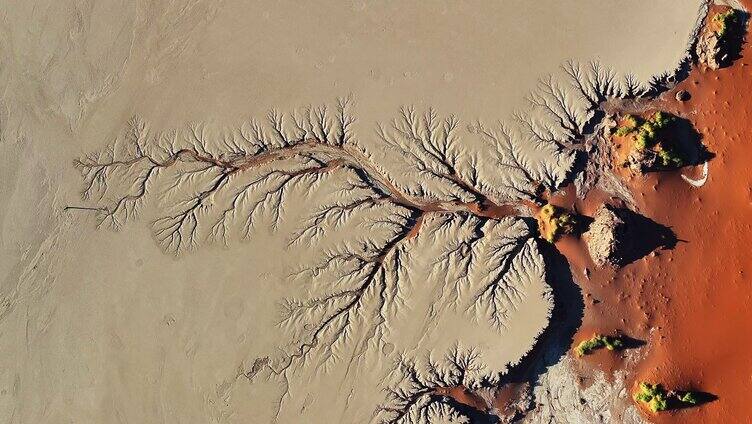 大地纹理生命之树