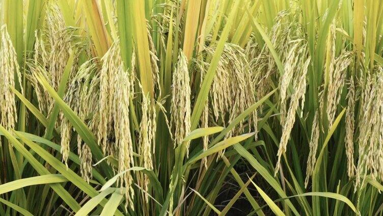 秋天水稻收获