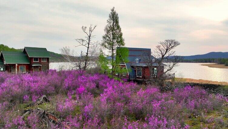 内蒙古达尔滨湖畔花丛木屋