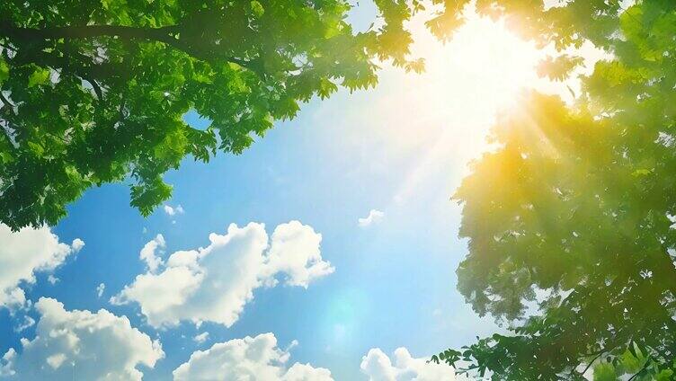 夏天蓝天白云阳光树叶草地空镜