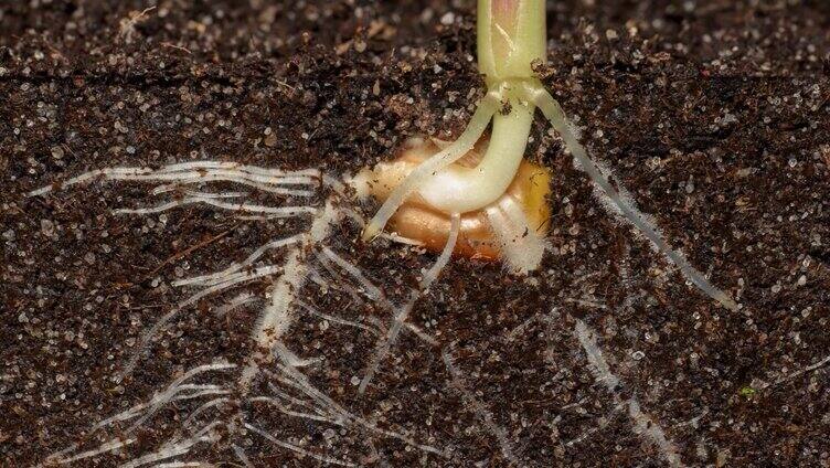 玉米生根发芽植物根系生长延时肥沃的土壤