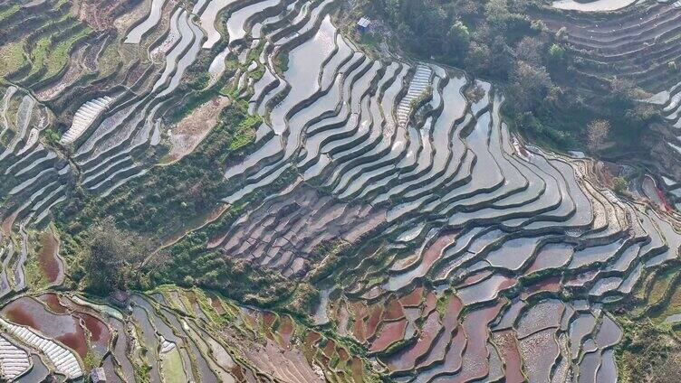 元阳梯田景观