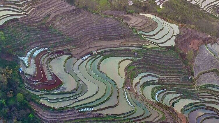 元阳梯田景观