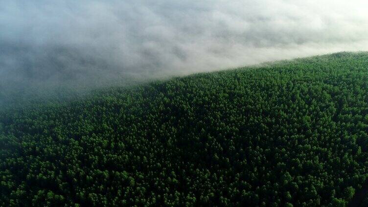 航拍绿色林海晨雾迷蒙