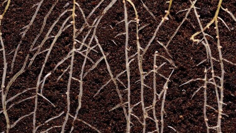 春天农作物根系成长种子发芽肥沃的土壤