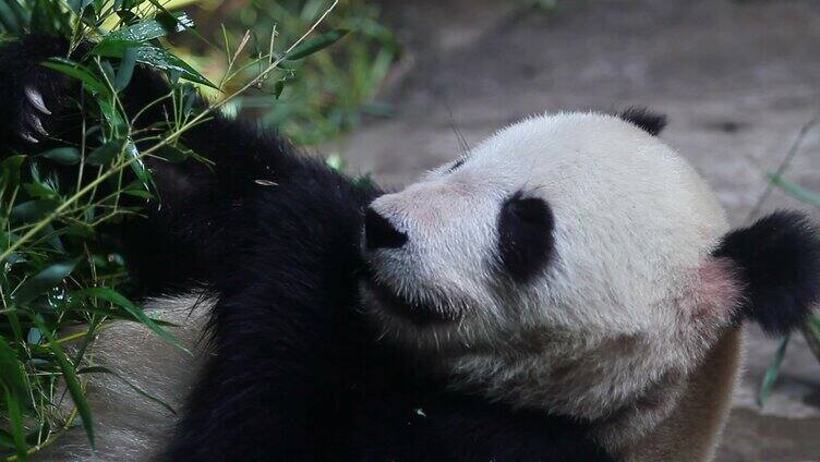熊猫吃竹子特写