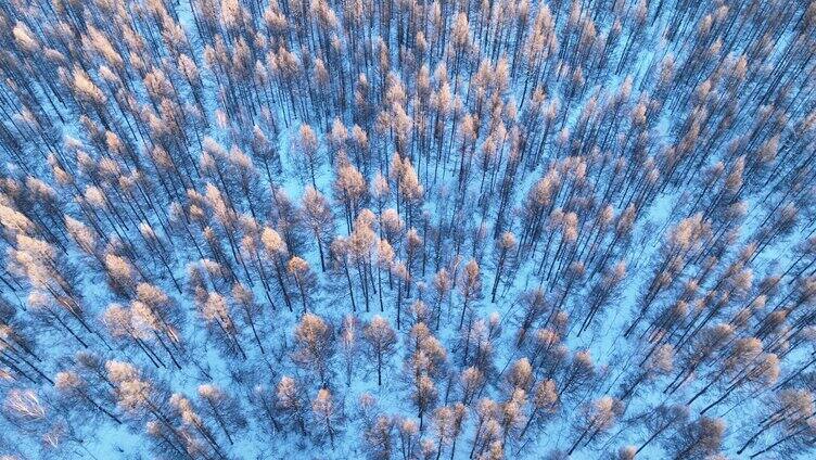 鸟瞰夕阳笼罩下的林海雪原密林