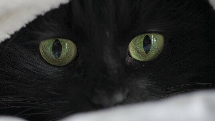 黑猫猫眼瞳孔特写