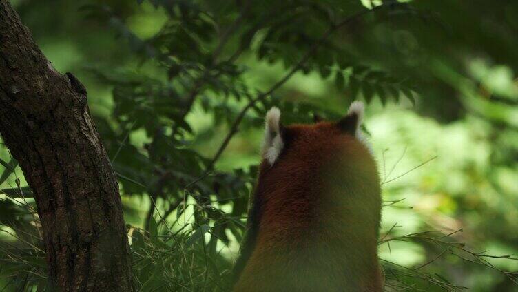 树上可爱的小浣熊